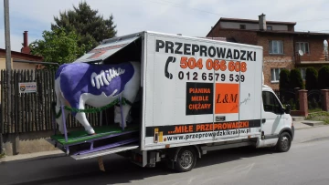 Transport krowy Milka